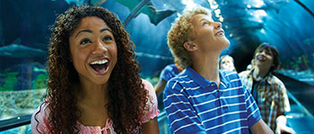 SeaWorld Orlando Aquarium tunnel