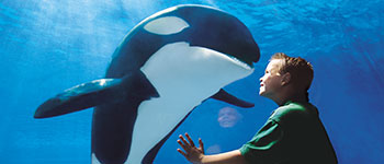 SeaWorld Orlando Orca boy